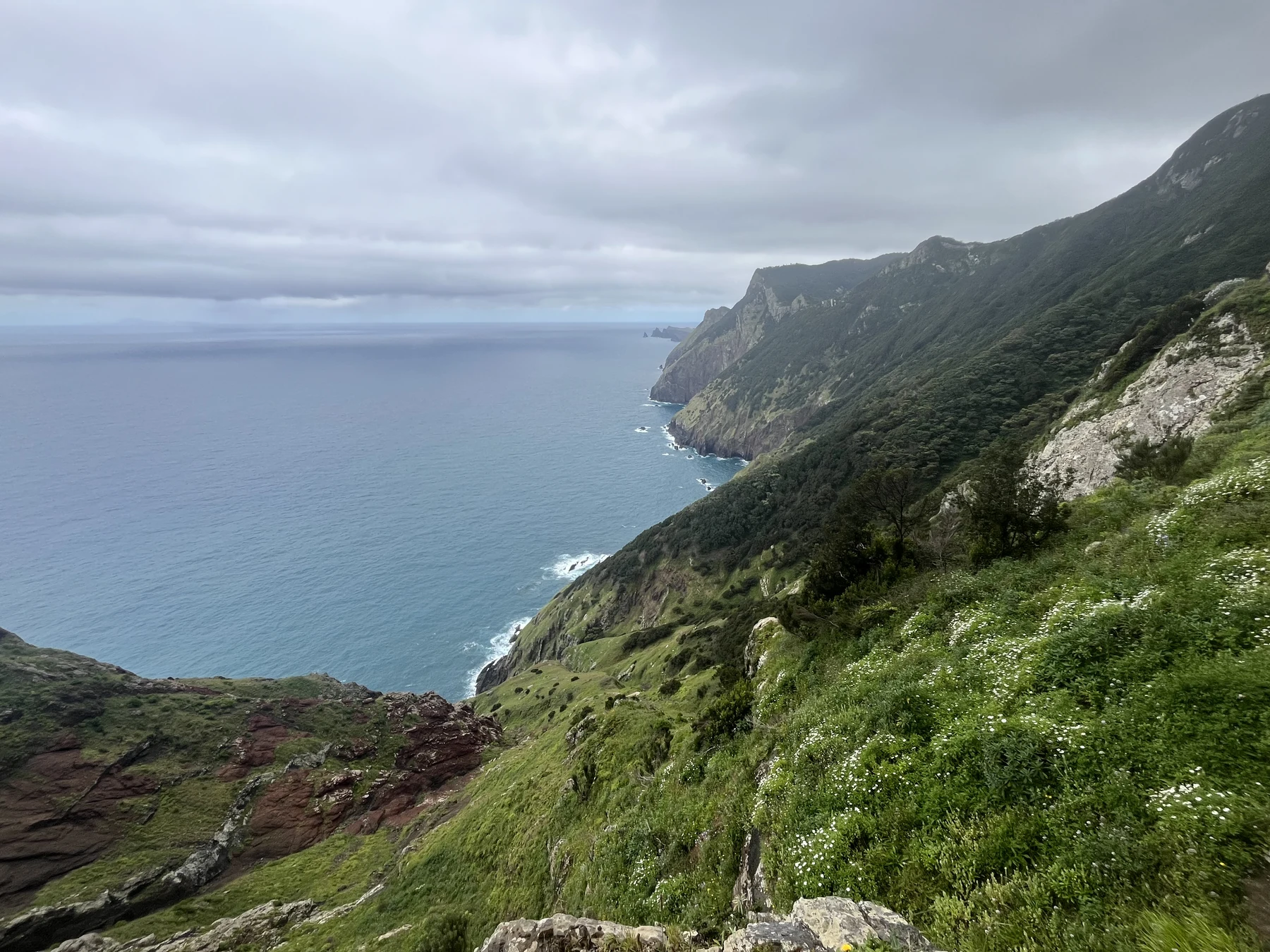 A coastal trail above the Atlantic, beside green cliffs and white wildflowers in Madeira